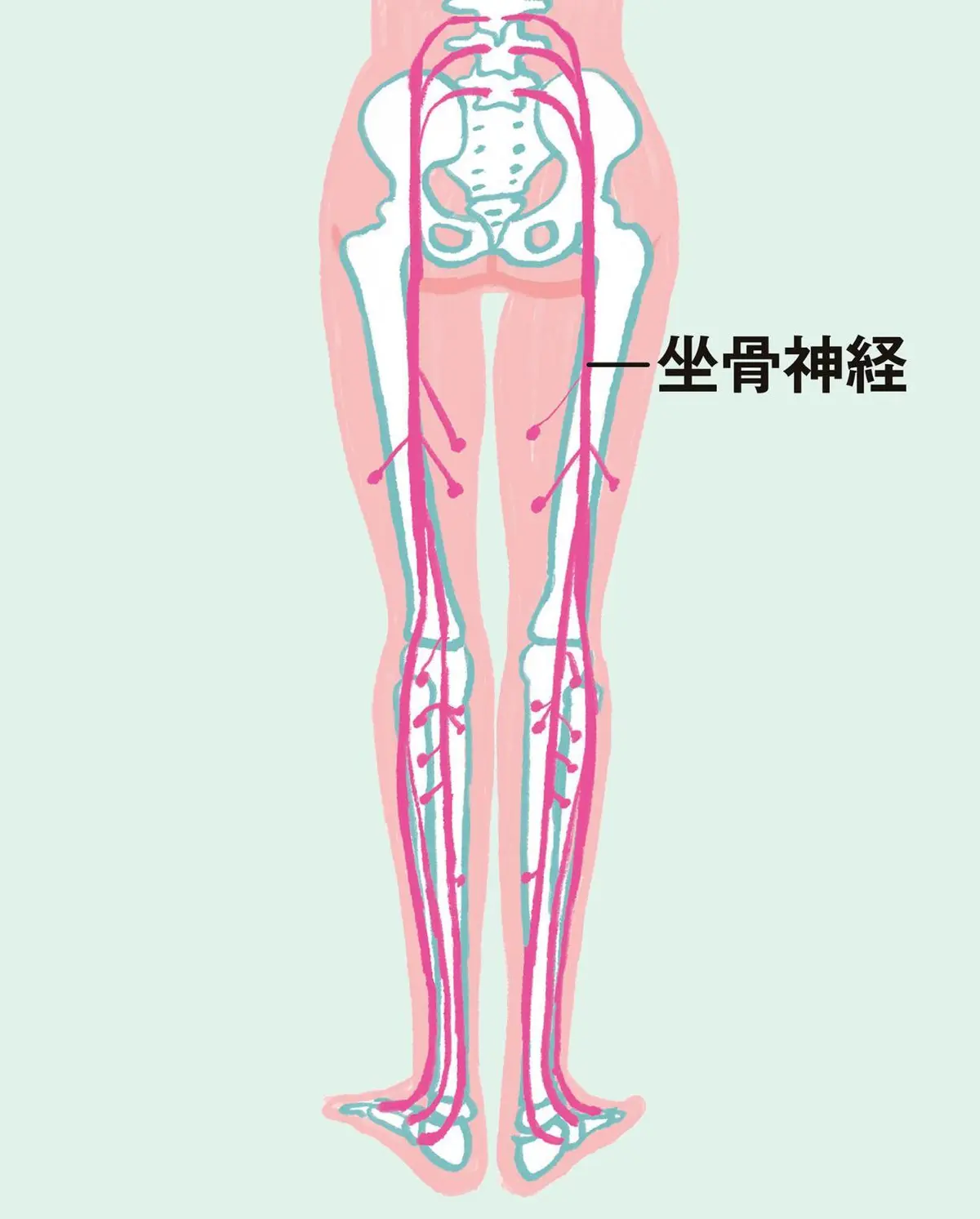 OurAge×Webエクラ　坐骨神経／イラスト