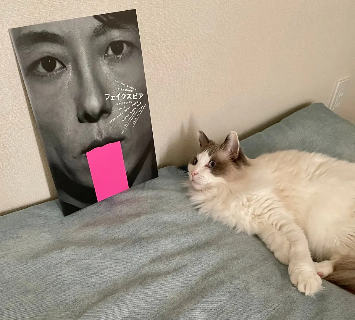 猫とパンフレット