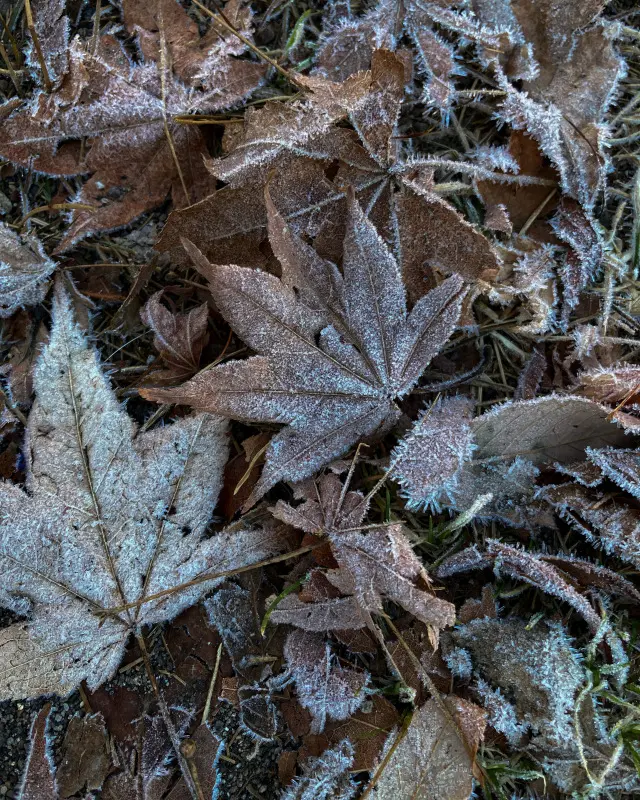 北軽井沢のコテージで薪ストーブクッキングの画像_14