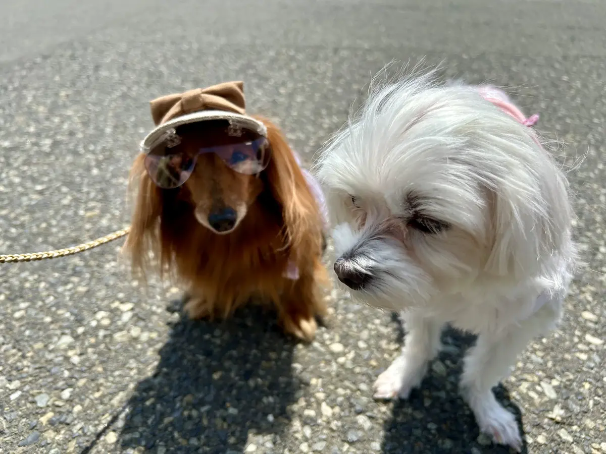 シアーシャツとワイドパンツで山下公園へ♪の画像_7