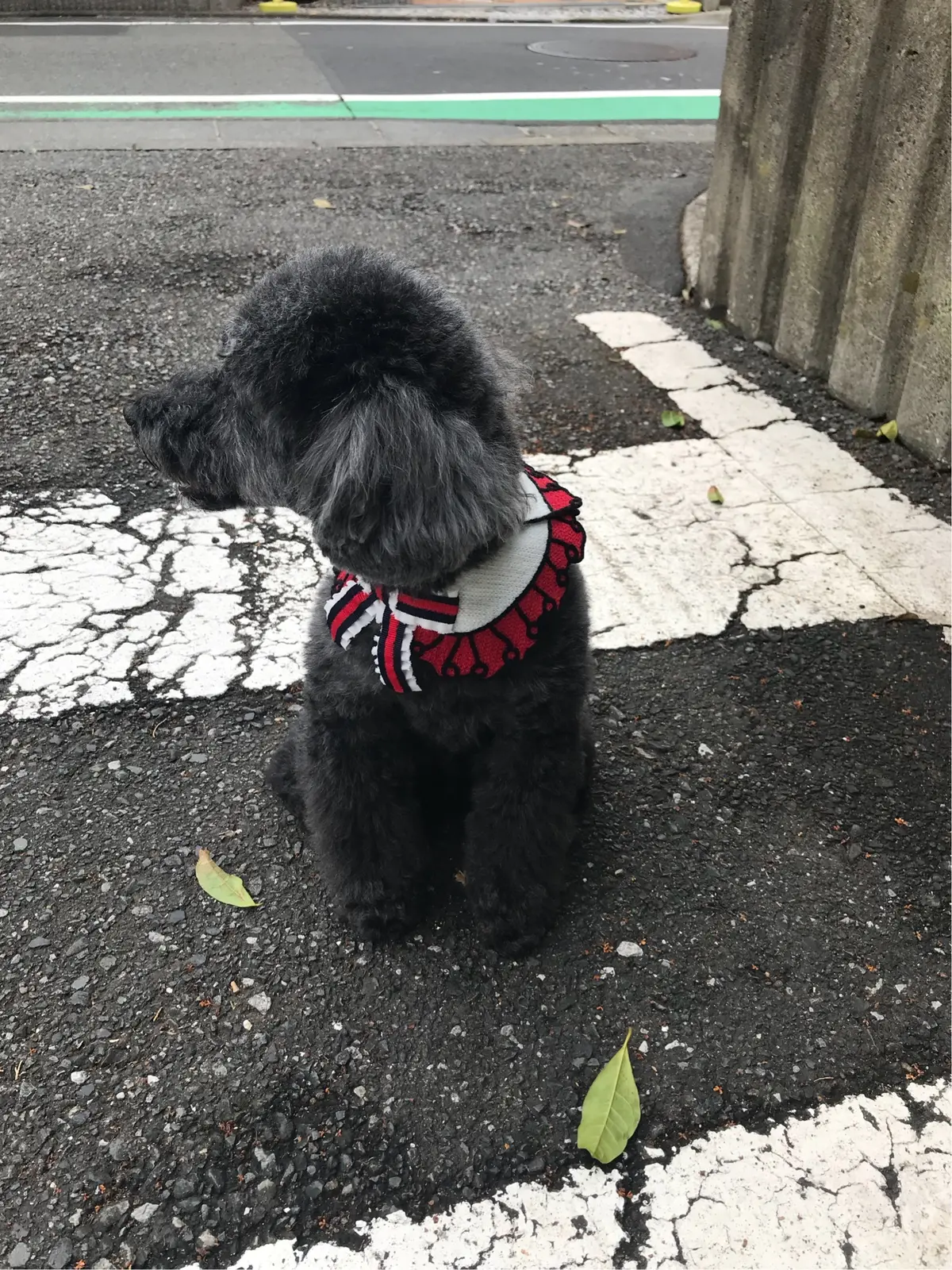 愛犬もお洒落に♪の画像_4