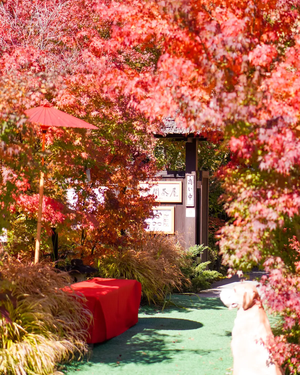 ワンコと泊まれる素敵なコテージ 山中湖の画像_8