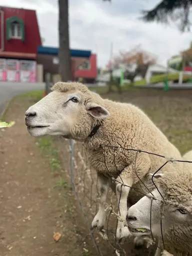 ハロウィンの日は、牧場へ行ってきました☆の画像_1