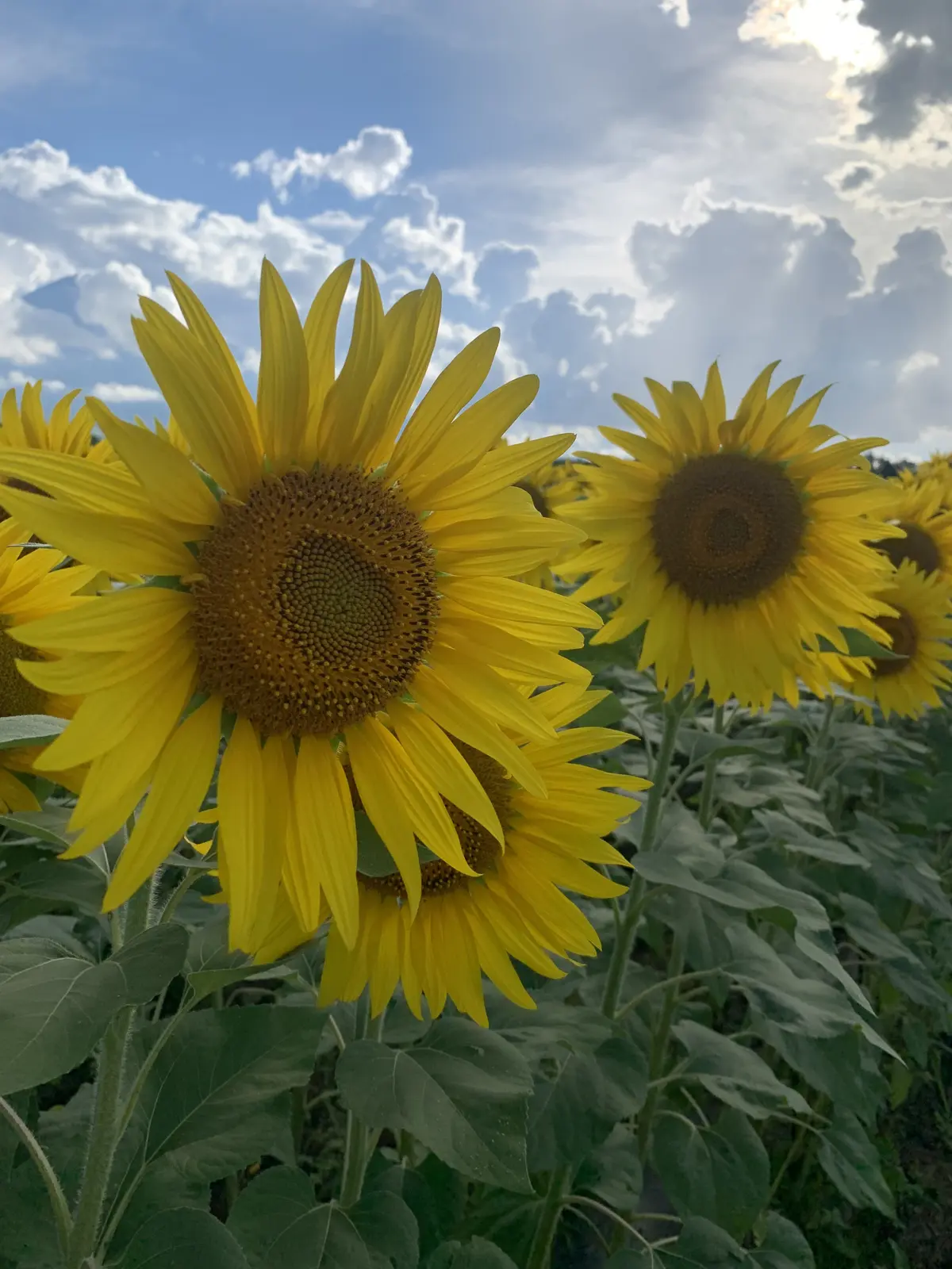 山中湖　花の都公園