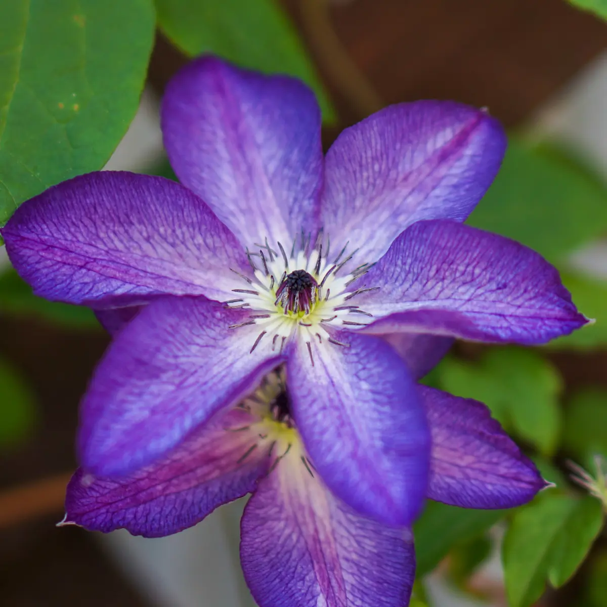 ベノサ・バイオラシア