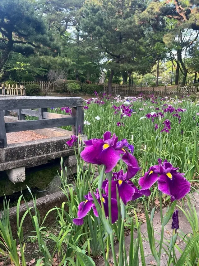 サックス侍さん　鶴舞公園公認アーティストの画像_8