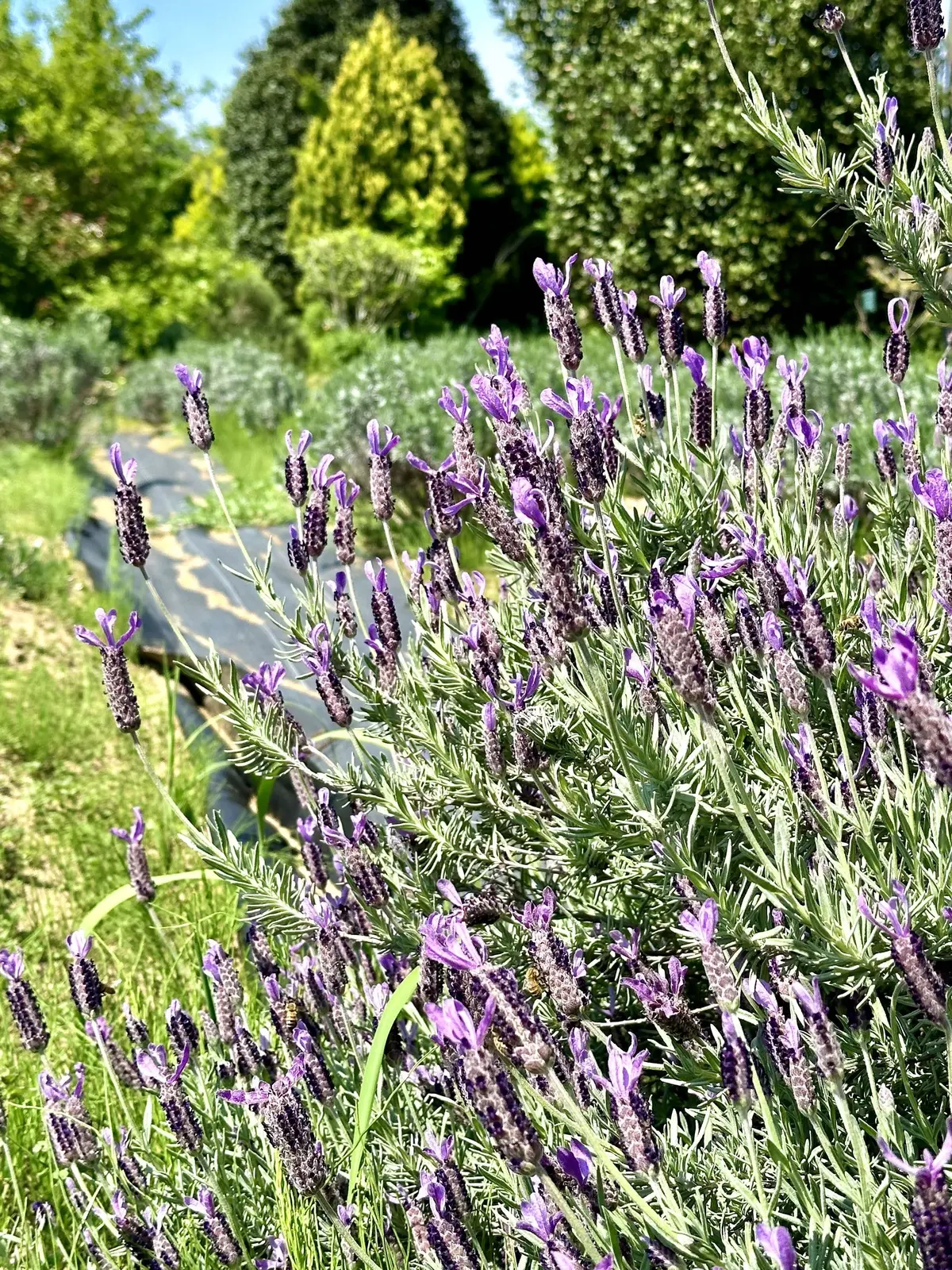 ハーブガーデンで過ごす癒しの時間♡千葉にの画像_19