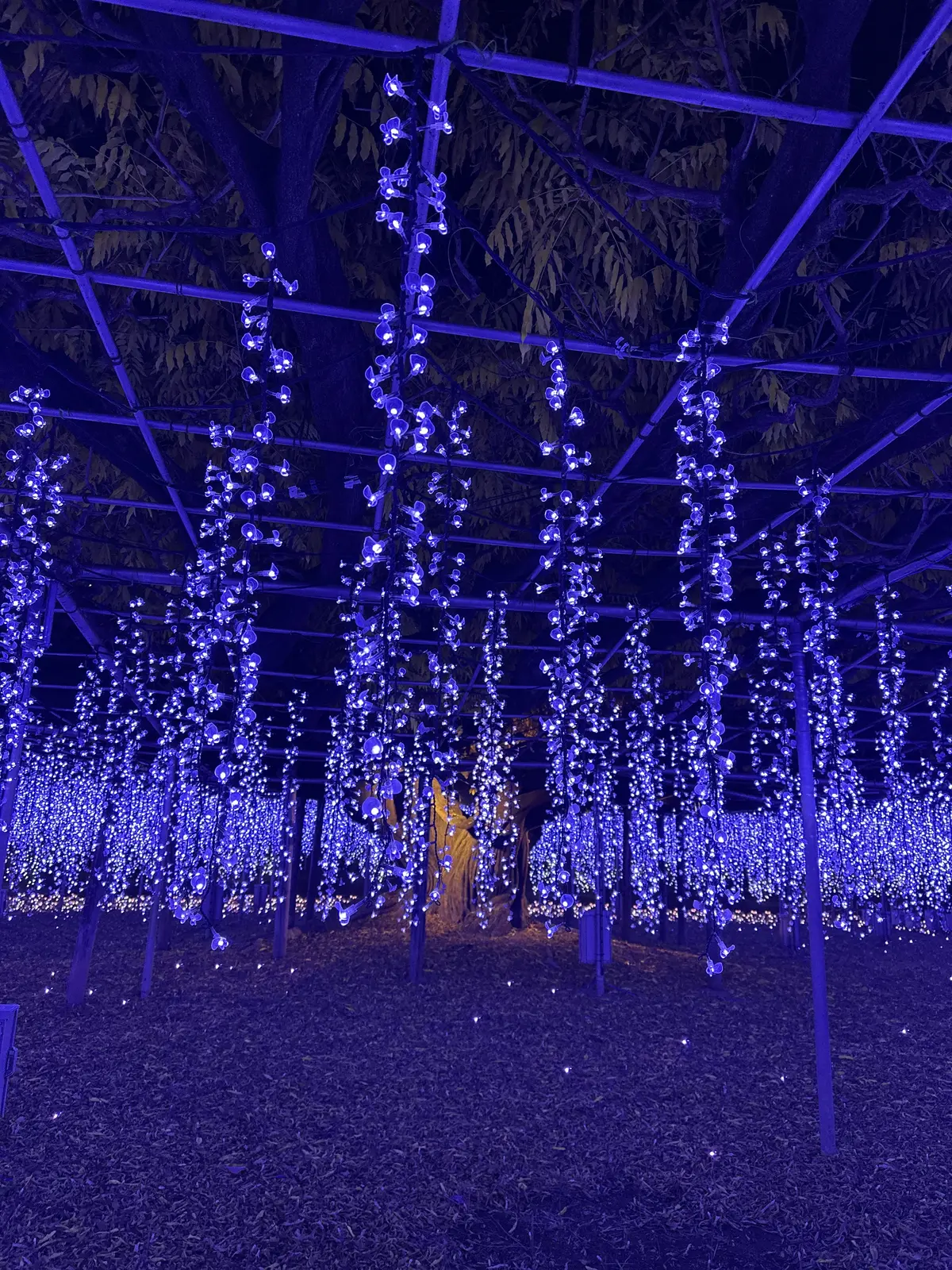 ため息が出るほど綺麗なあしかがフラワーパの画像_3