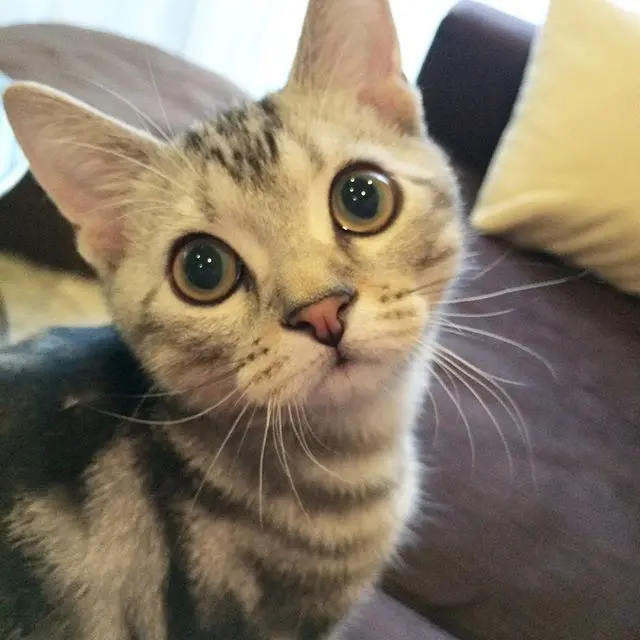 生後4ヶ月の少年アランの画像_1