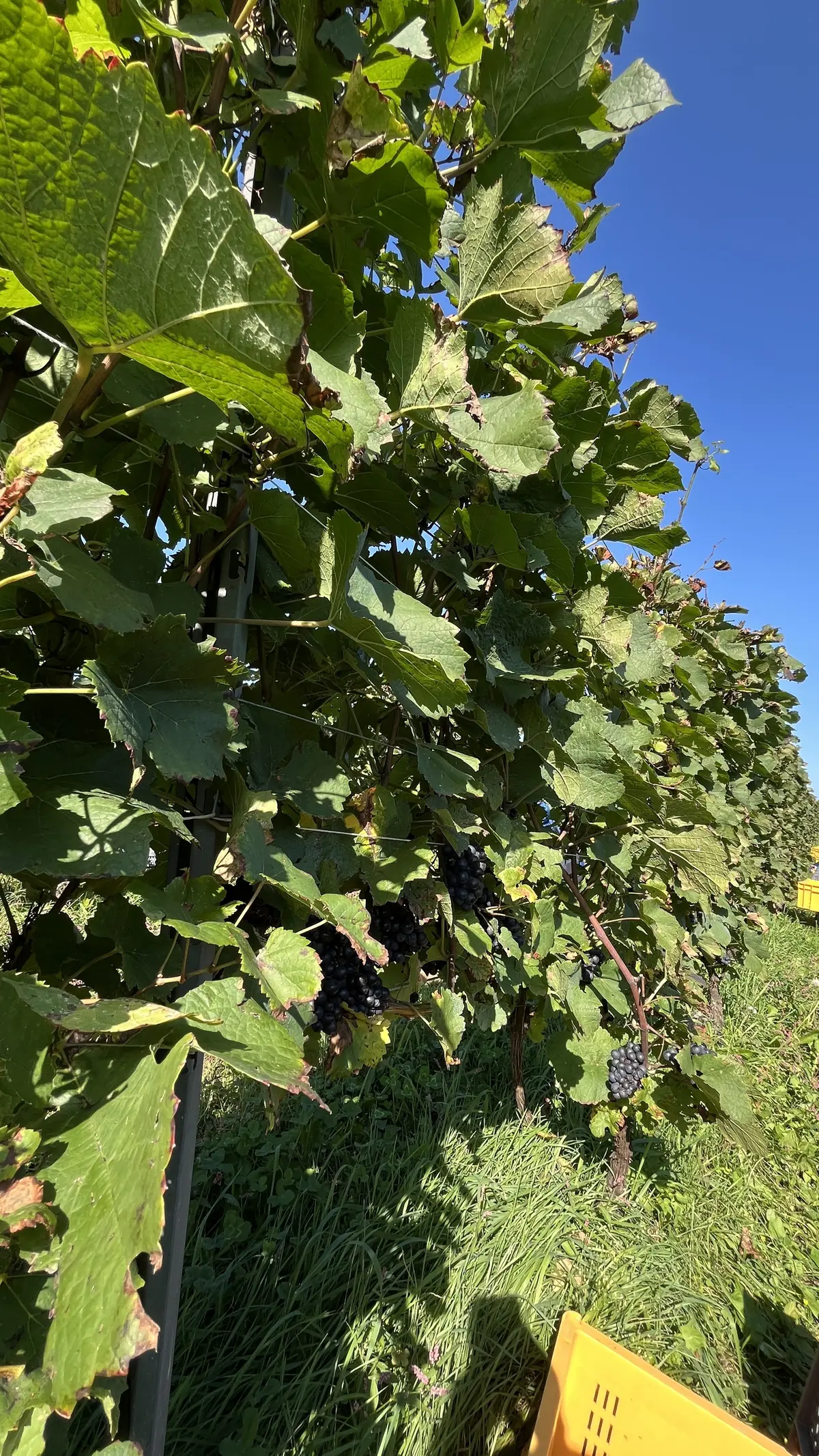 世界に誇る超人気ワイナリーでワイン用ぶどの画像_5