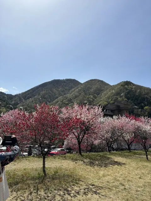 【見頃を迎える花桃の里へ 父と母の思い出の画像_9