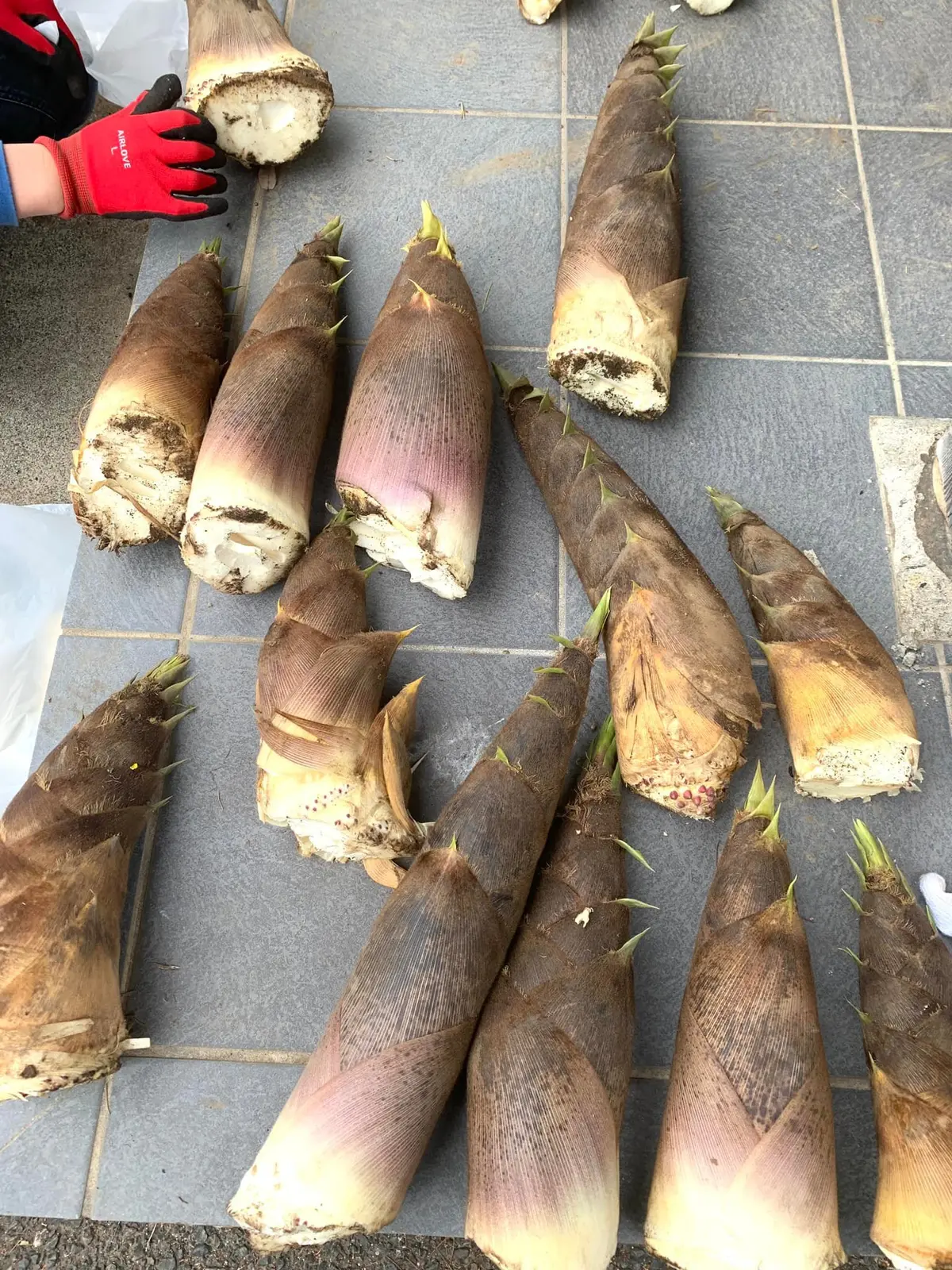 お庭でたけのこ堀してきました。新鮮なタケの画像_2