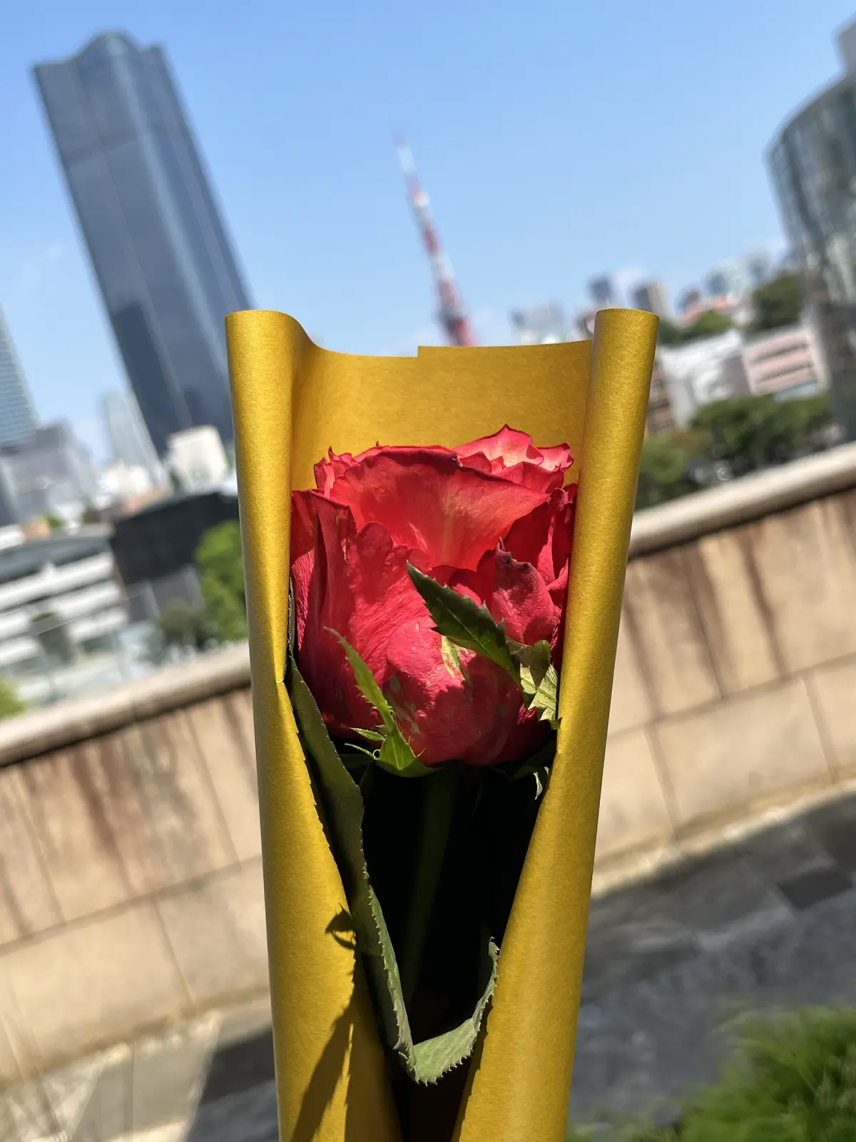 アフリカローズに囲まれての画像_15