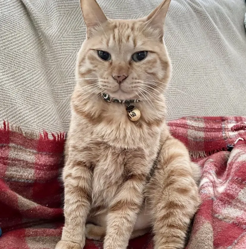 我が家の家族「虎太朗」