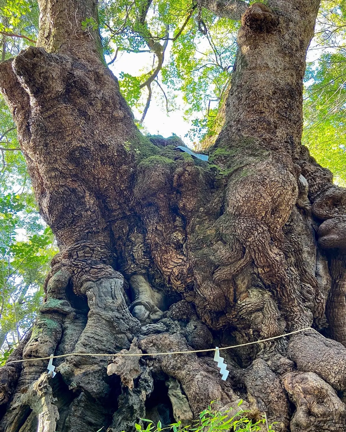 日本屈指のパワースポットへお参り♪の画像_3