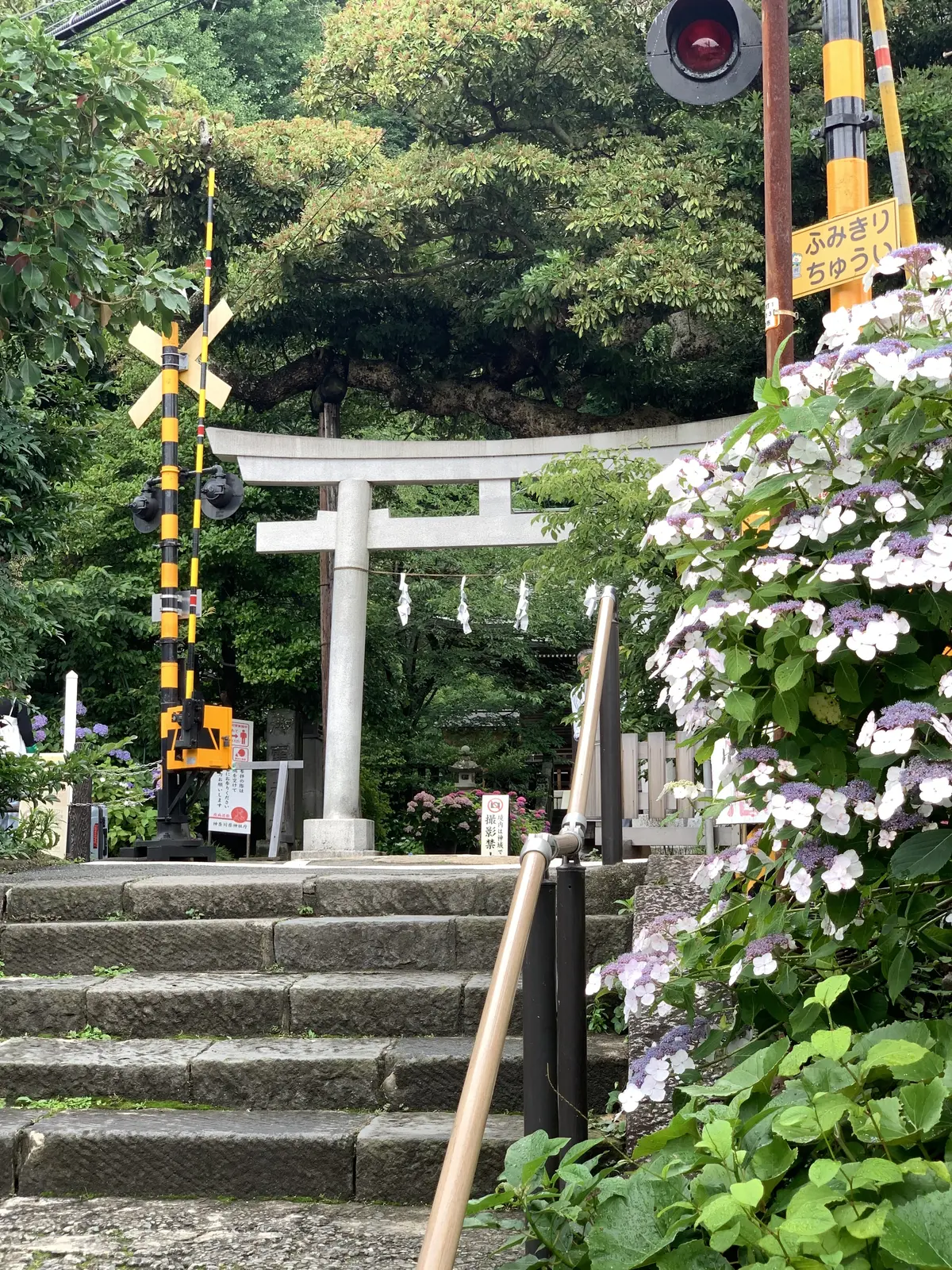 御霊神社　紫陽花　踏み切り