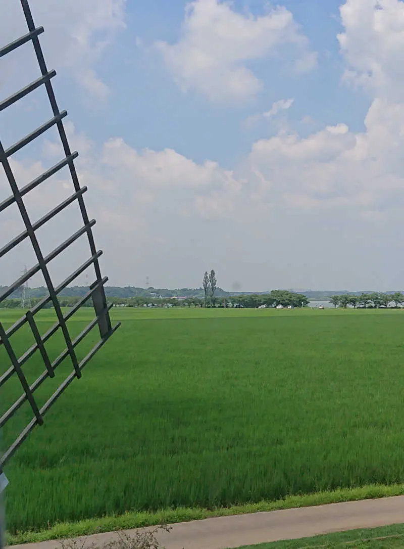 風車のひまわりガーデンの画像_2