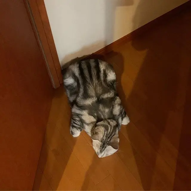 かえる寝スタイルの画像_6