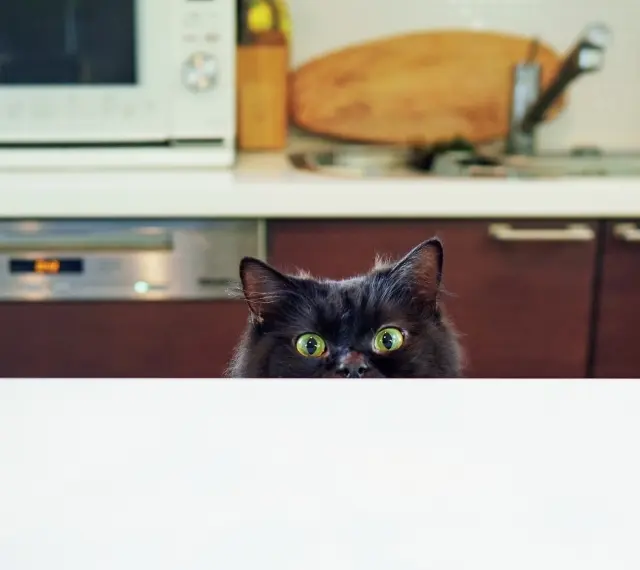 定位置のソファの上で、新たに導入された猫ドームとともに。