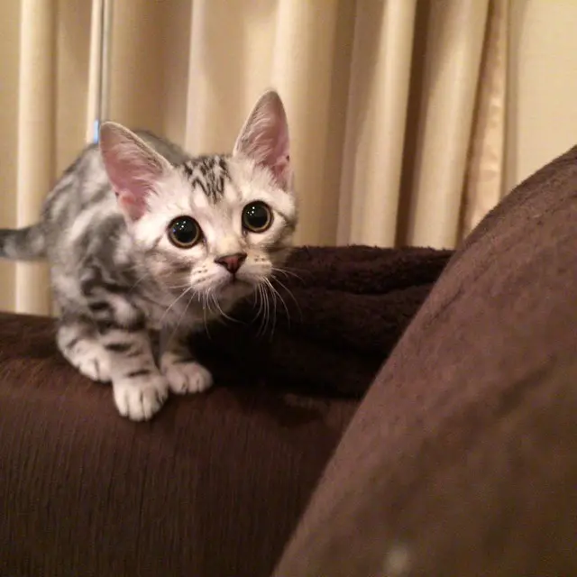 土曜日は、ベビーアラン！の画像_1