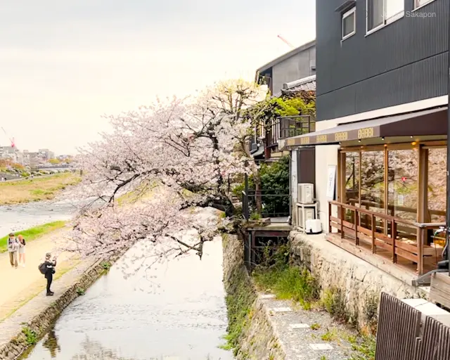 【そうだ!京都 行こう】桜パフェ食べにきの画像_8