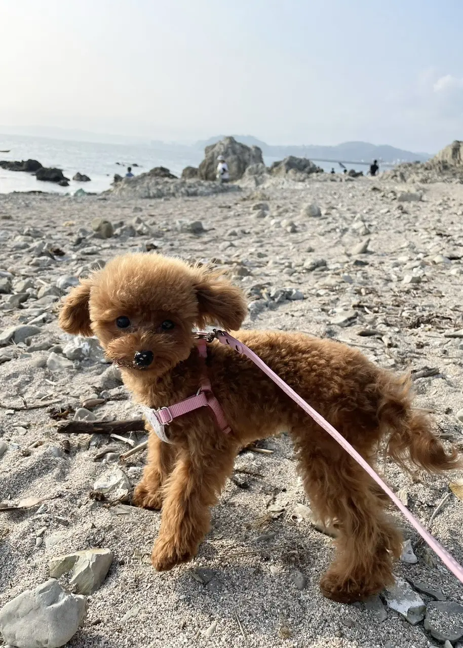 ワンコと一緒に海へお出かけの画像_3