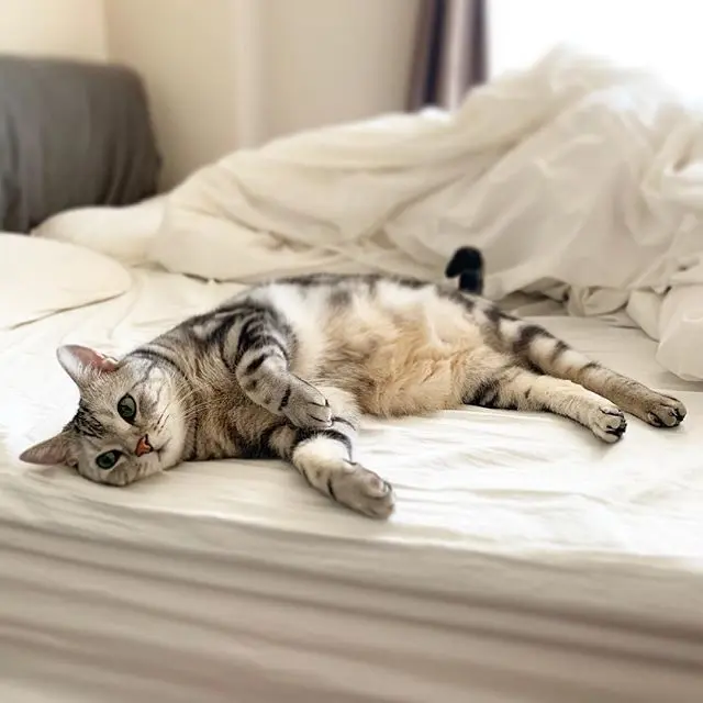 寝るのが仕事にゃのの画像_1