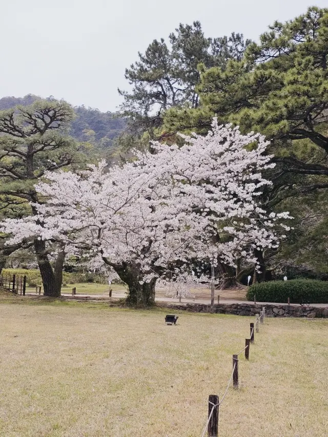満開の栗林公園への画像_2