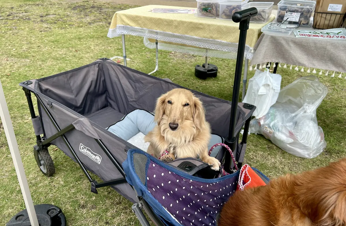 秋散歩は山下公園グリーンイベントへの画像_3