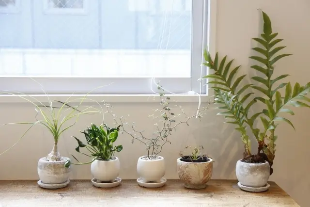 植物のある暮らし。Jマダムは断然〇〇派！の画像_3
