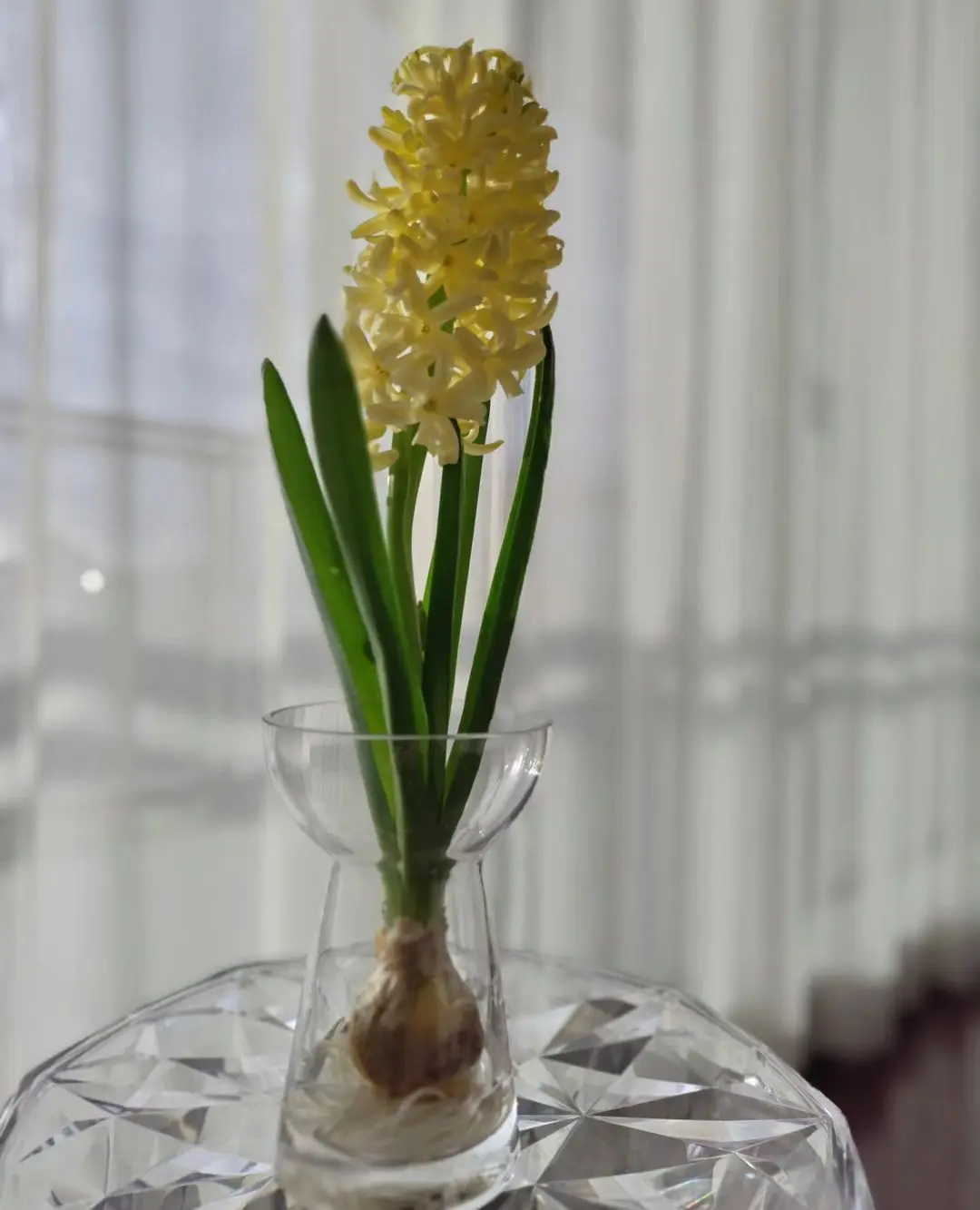 ヒヤシンス　水耕栽培　カルテル