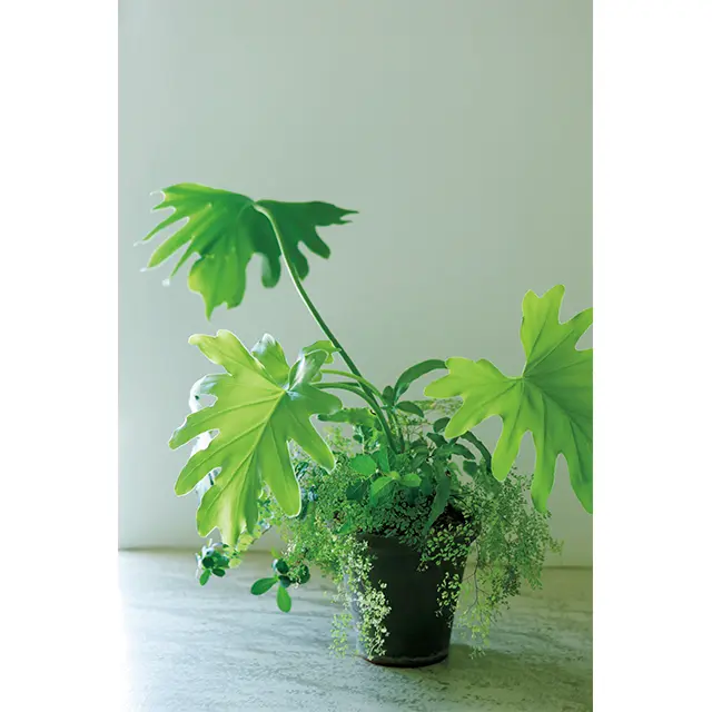 料理家・有元葉子さんの光と風を感じさせる寄せ植え