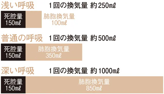 大人の1回換気量