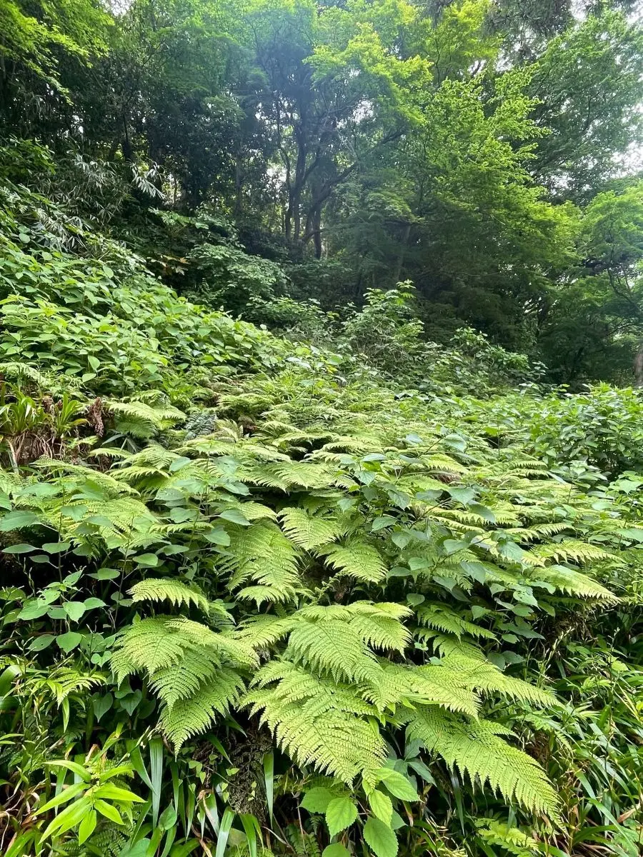 シダ　浄智寺