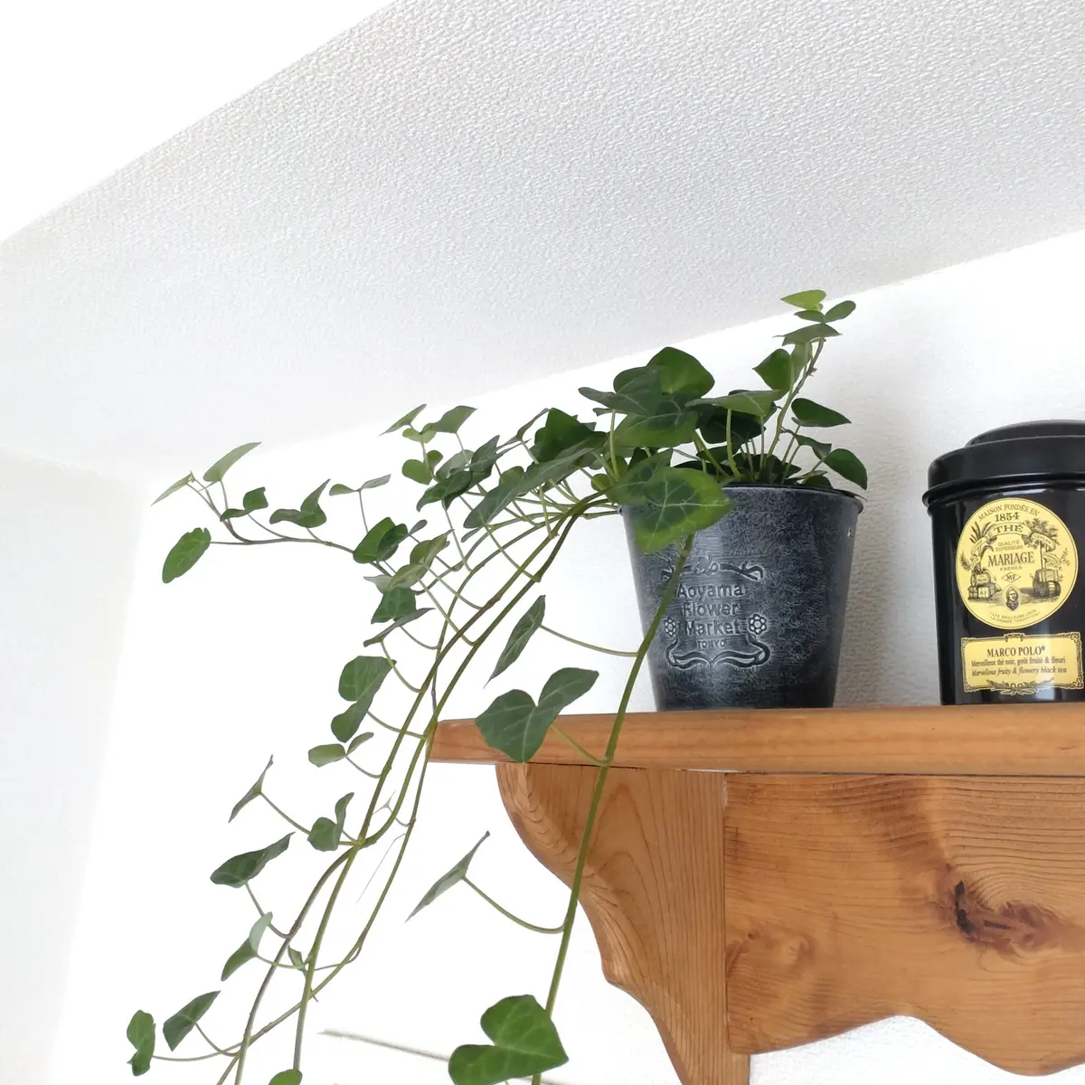 リビング　アイビー　蔦　癒し