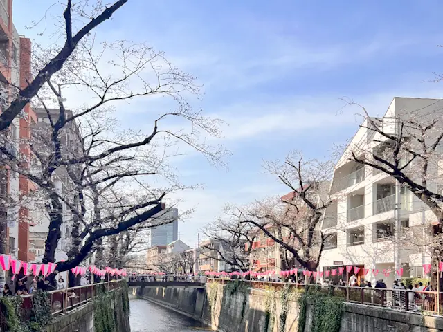 目黒川桜🌸まつり2024☆さあ、飲もう✨の画像_5