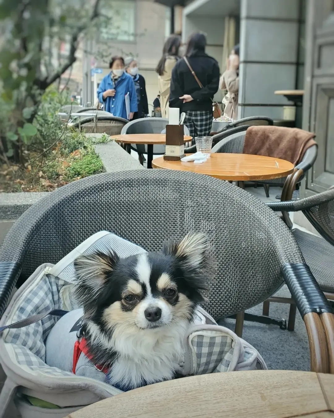 クゥ座ってます