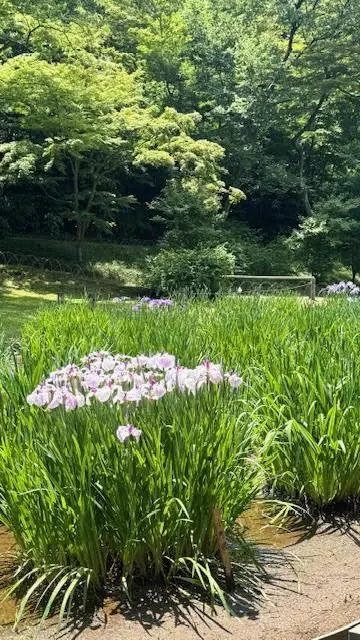 明治神宮の菖蒲田
