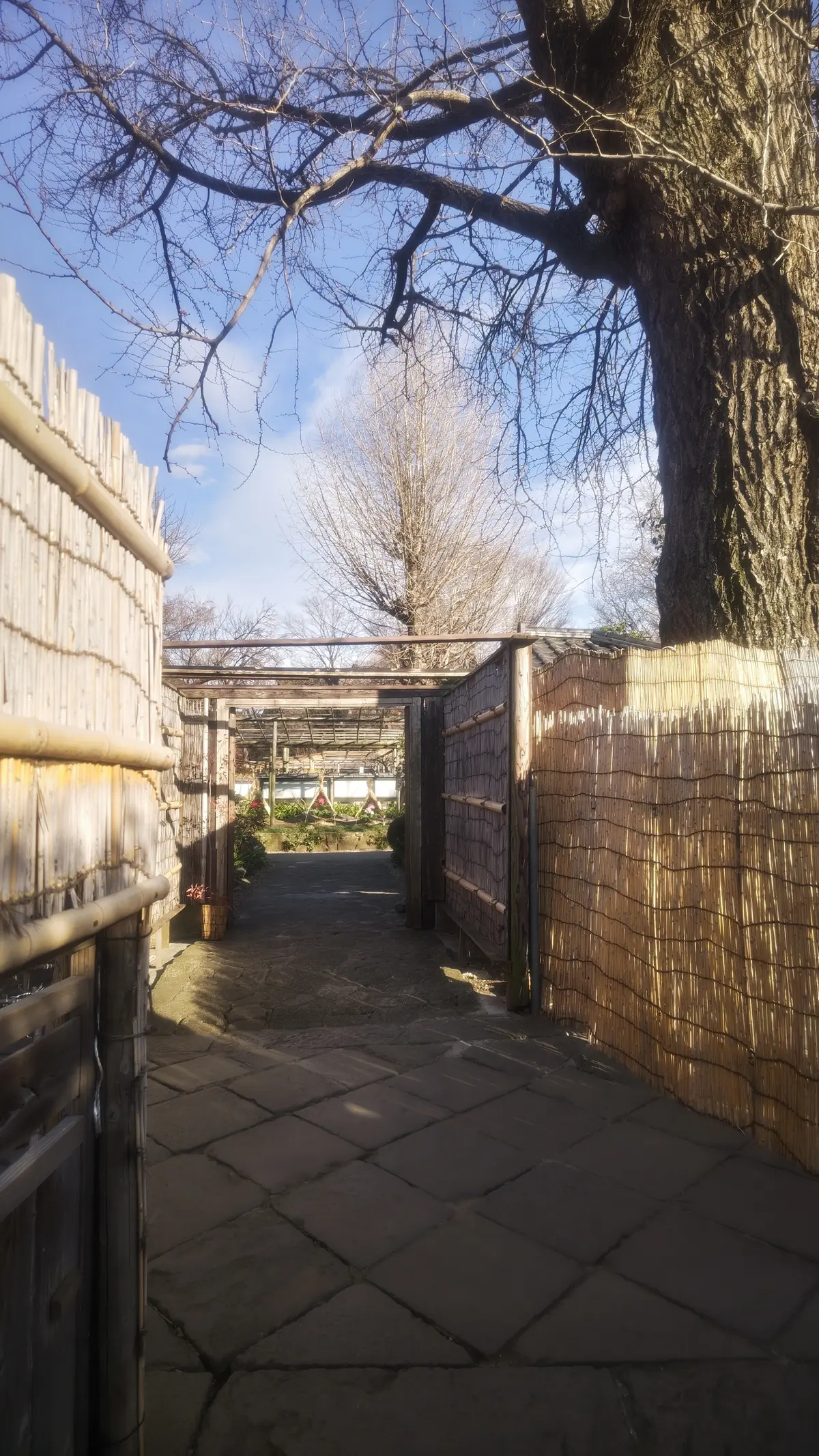 大人の遠足【上野東照宮ぼたん苑】アラフィの画像_4