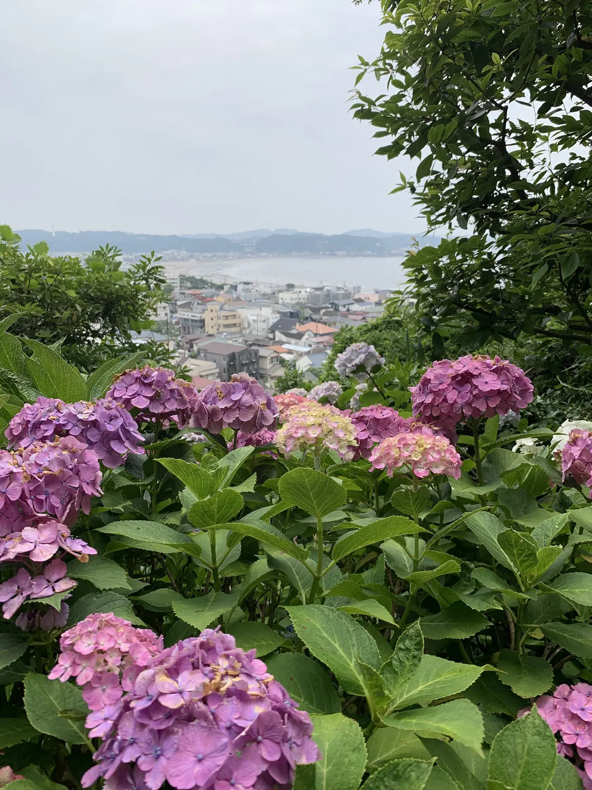 長谷寺　由比ヶ浜海岸と紫陽花　あじさい