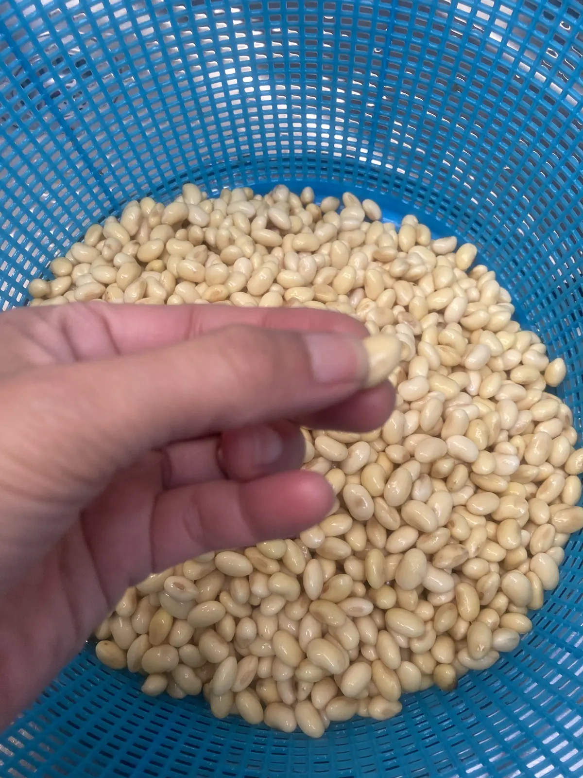 お味噌づくりに挑戦‼️の画像_2