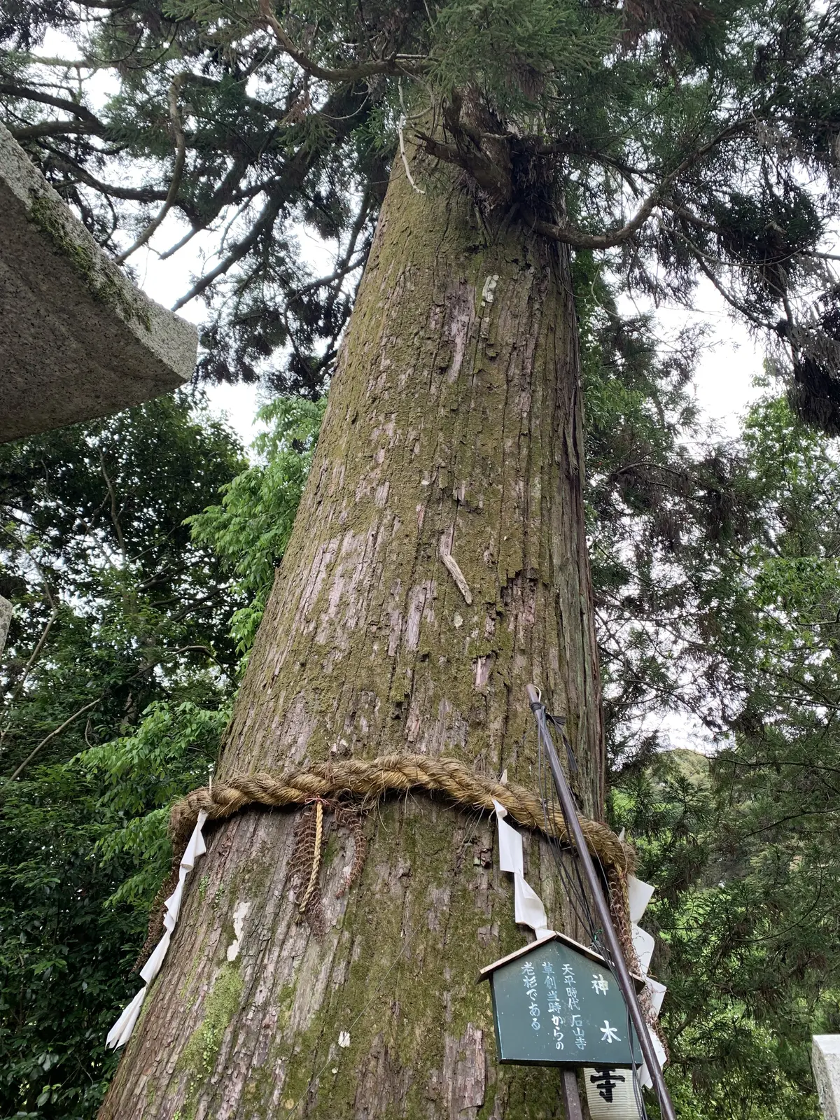 石山寺のご神木