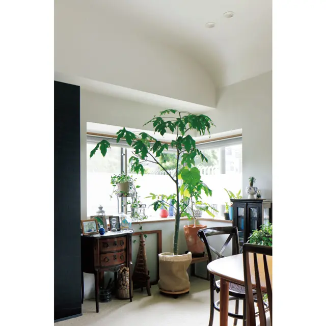 アメリカから持ち帰ったアンティーク家具や植物を置いたコーナー