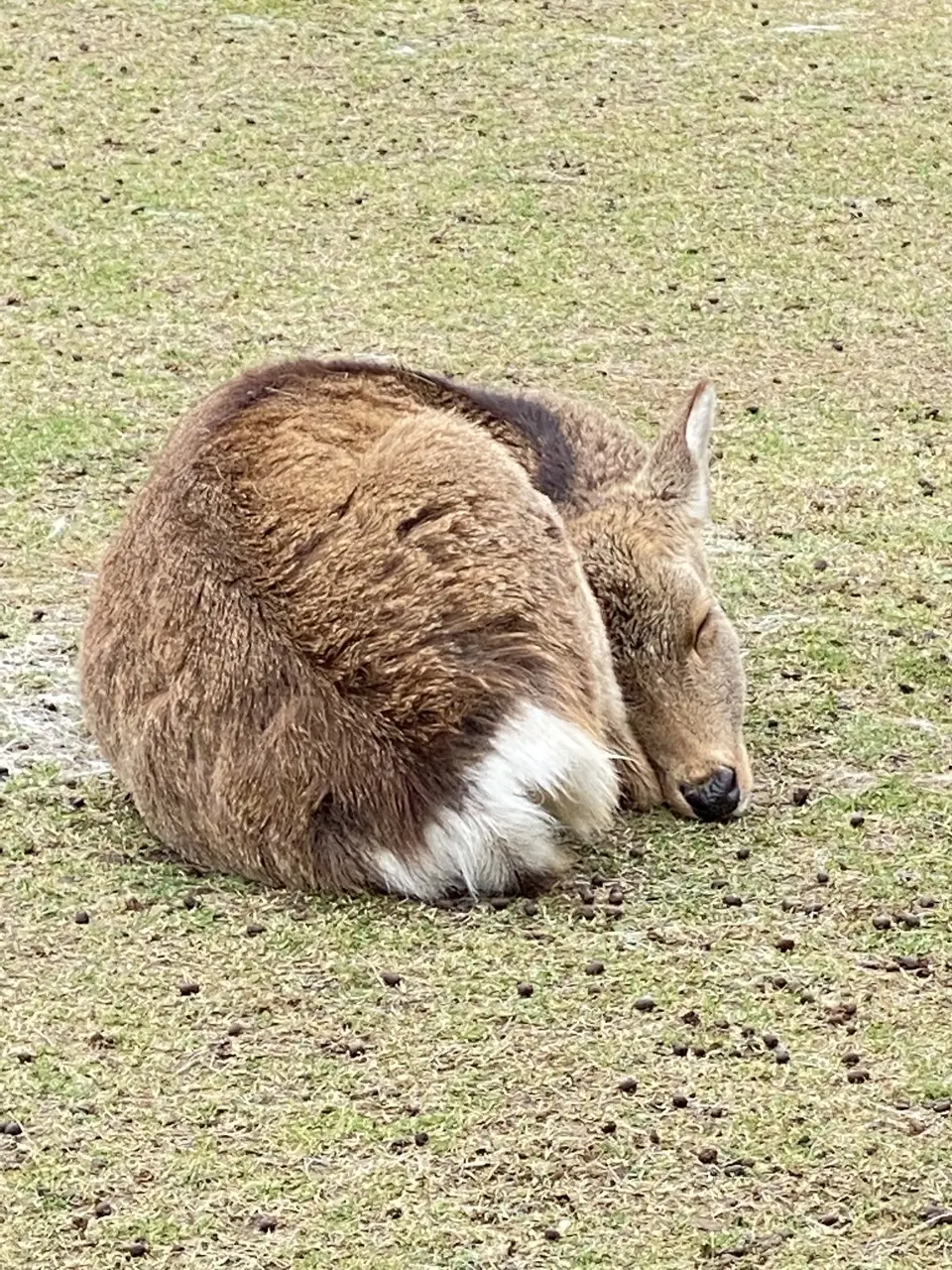 眠る鹿