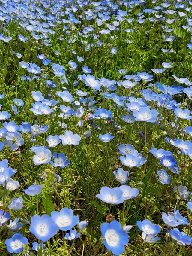 一度は見たい絶景～ひたち海浜公園のネモフの画像_9