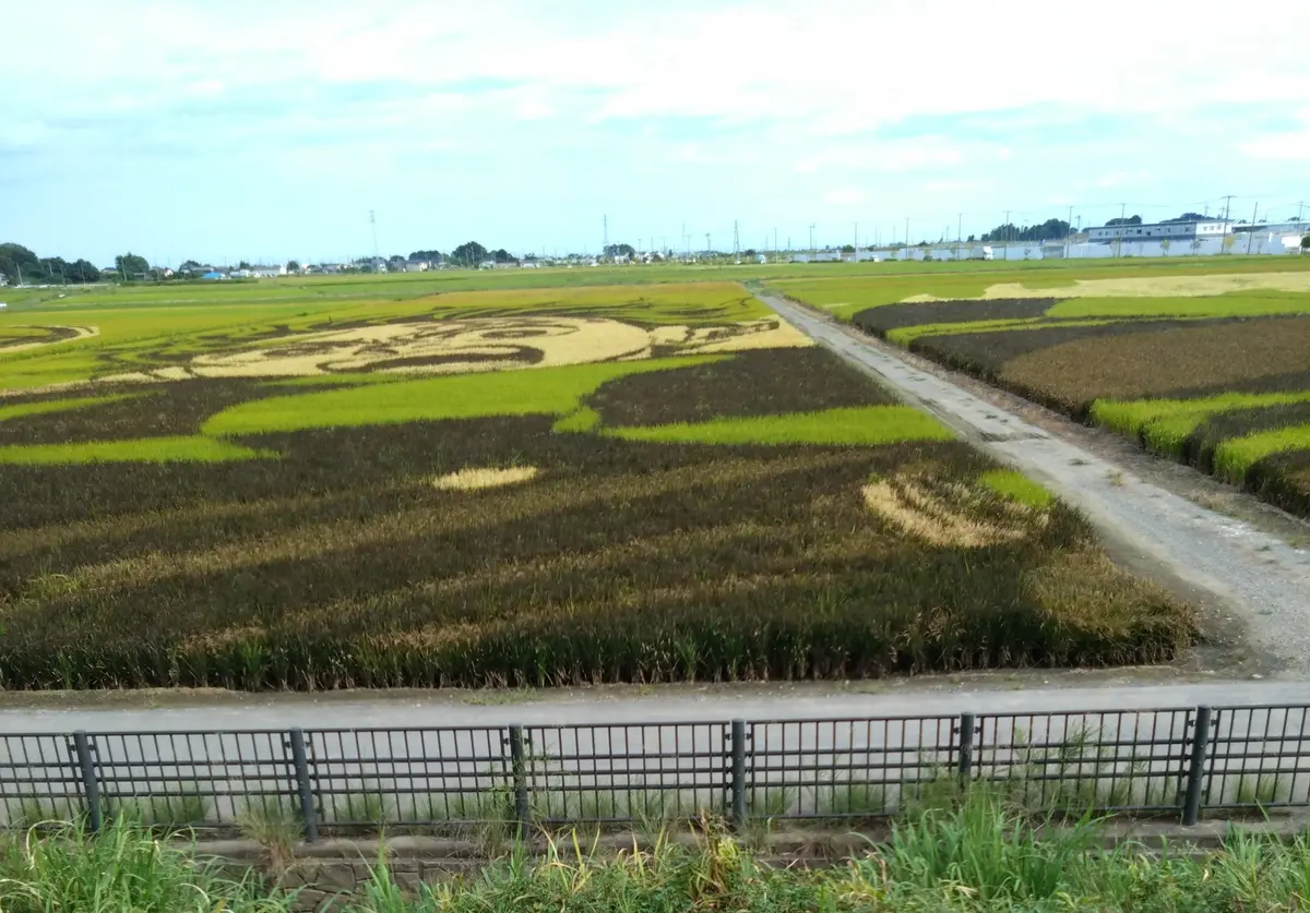 田んぼアート