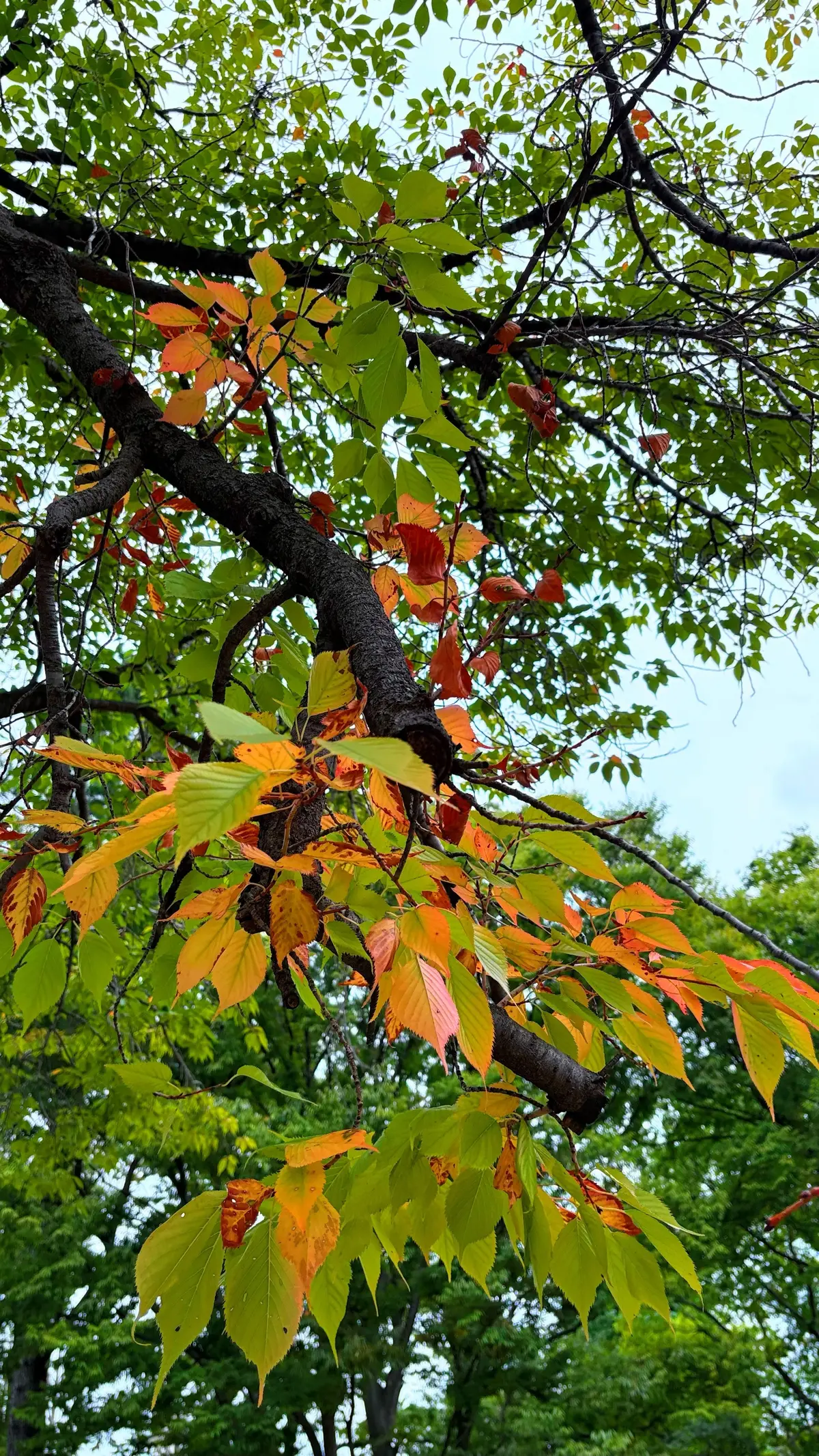 秋の訪れ　紅葉