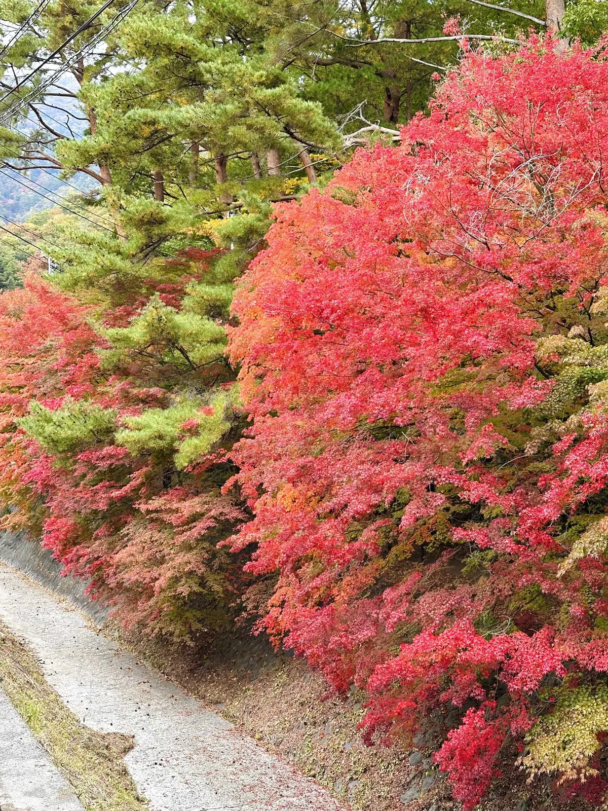 静かな時間と秋の景色を楽しむ河口湖の旅の画像_39