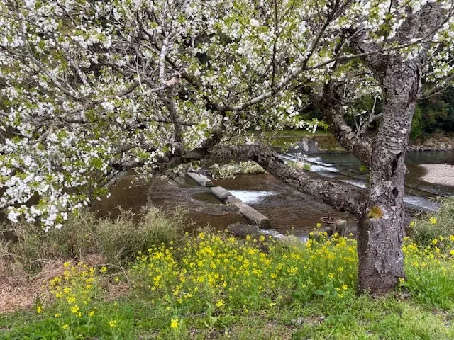 春の伊豆。お花見、淡島マリンパークへおでの画像_3