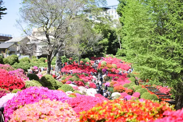 【さかぽんの冒険】下町ぶらり旅@根津神社の画像_1
